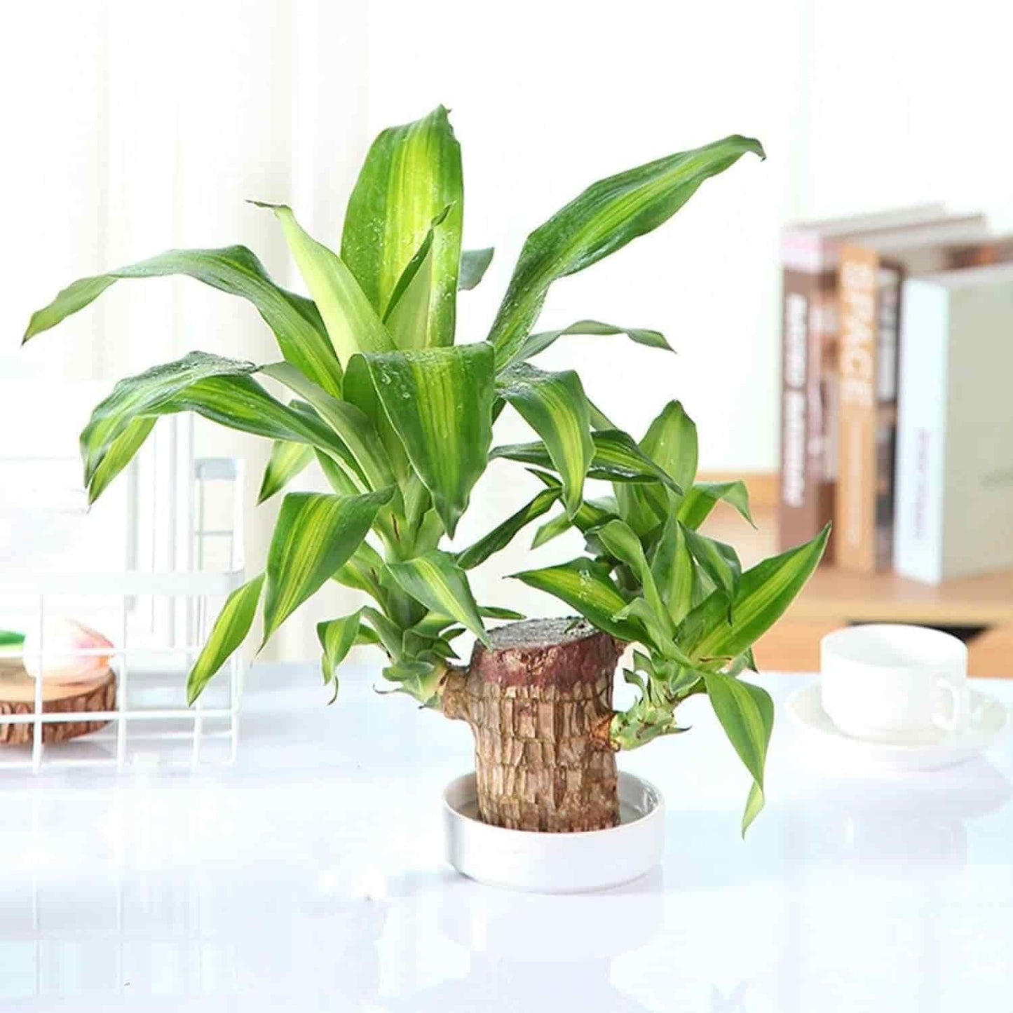 Brazilian Lucky Wood, Mini Home Plant Decorations 01k