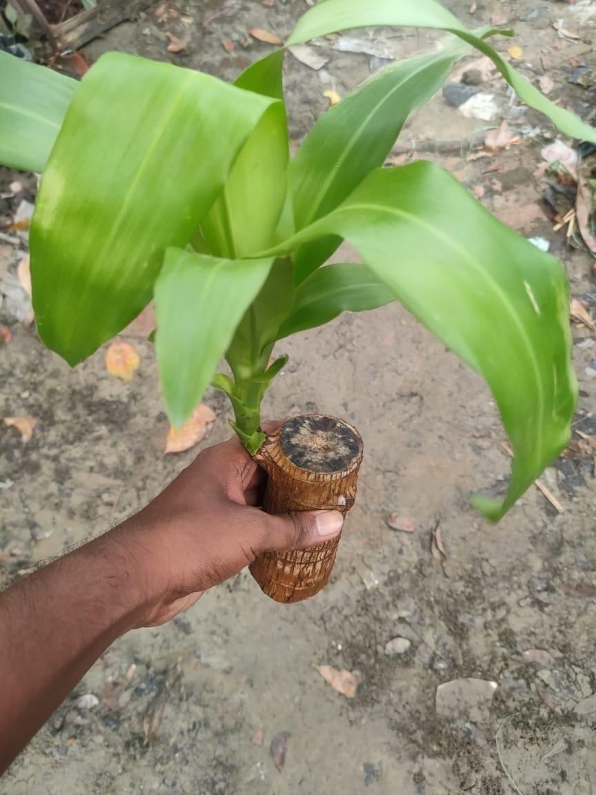 Brazilian Lucky Wood, Mini Home Plant Decorations 01k