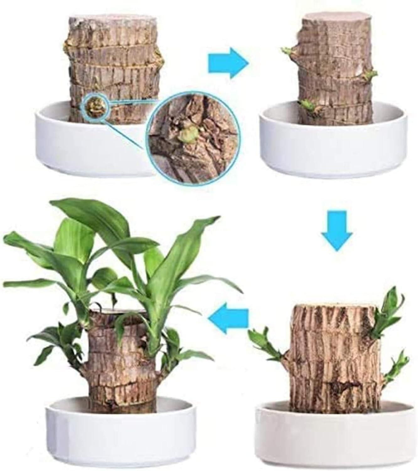 Brazilian Lucky Wood, Mini Home Plant Decorations 01k